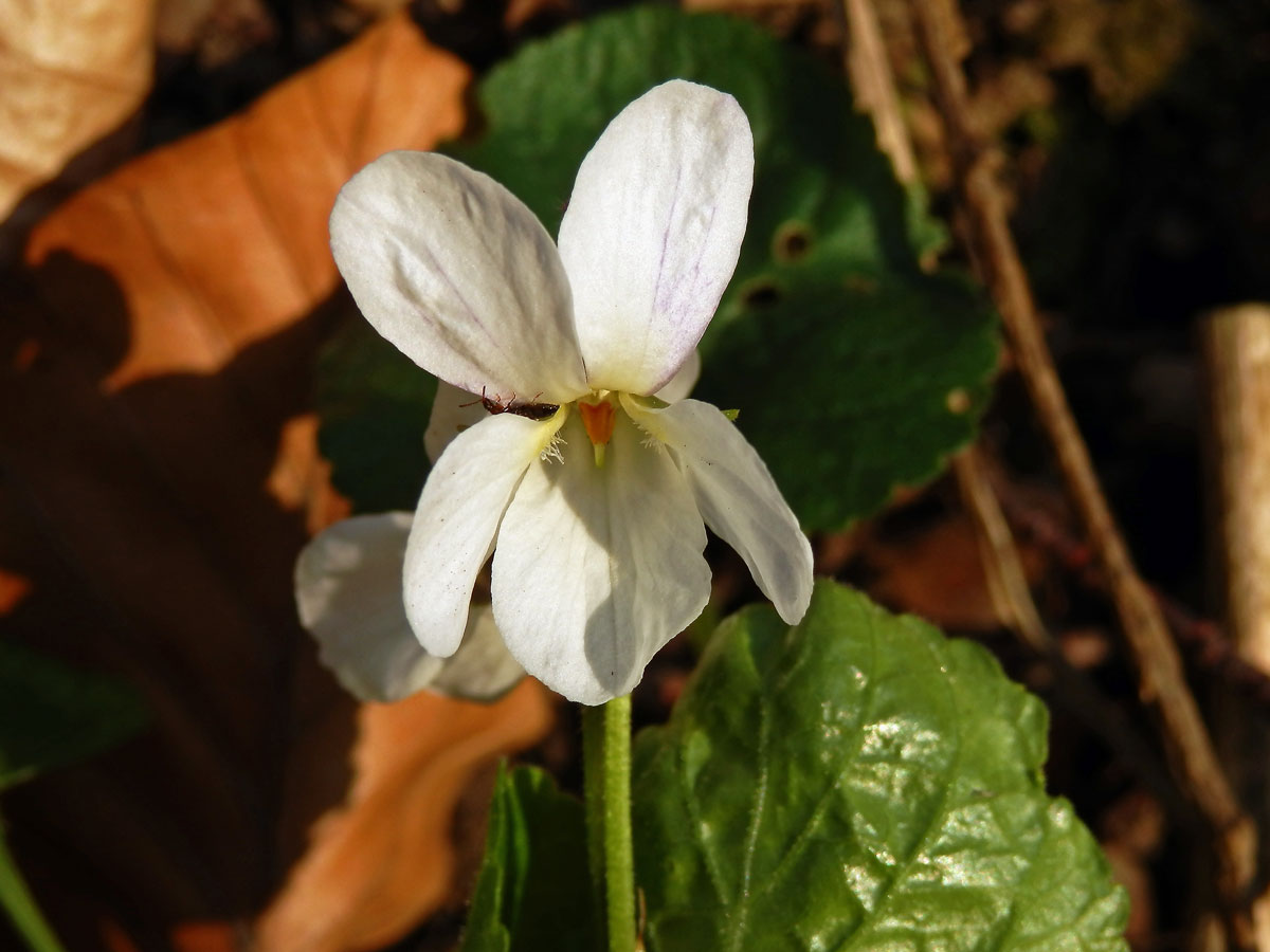 Violka vonná (Viola odorata L.) s bílými květy