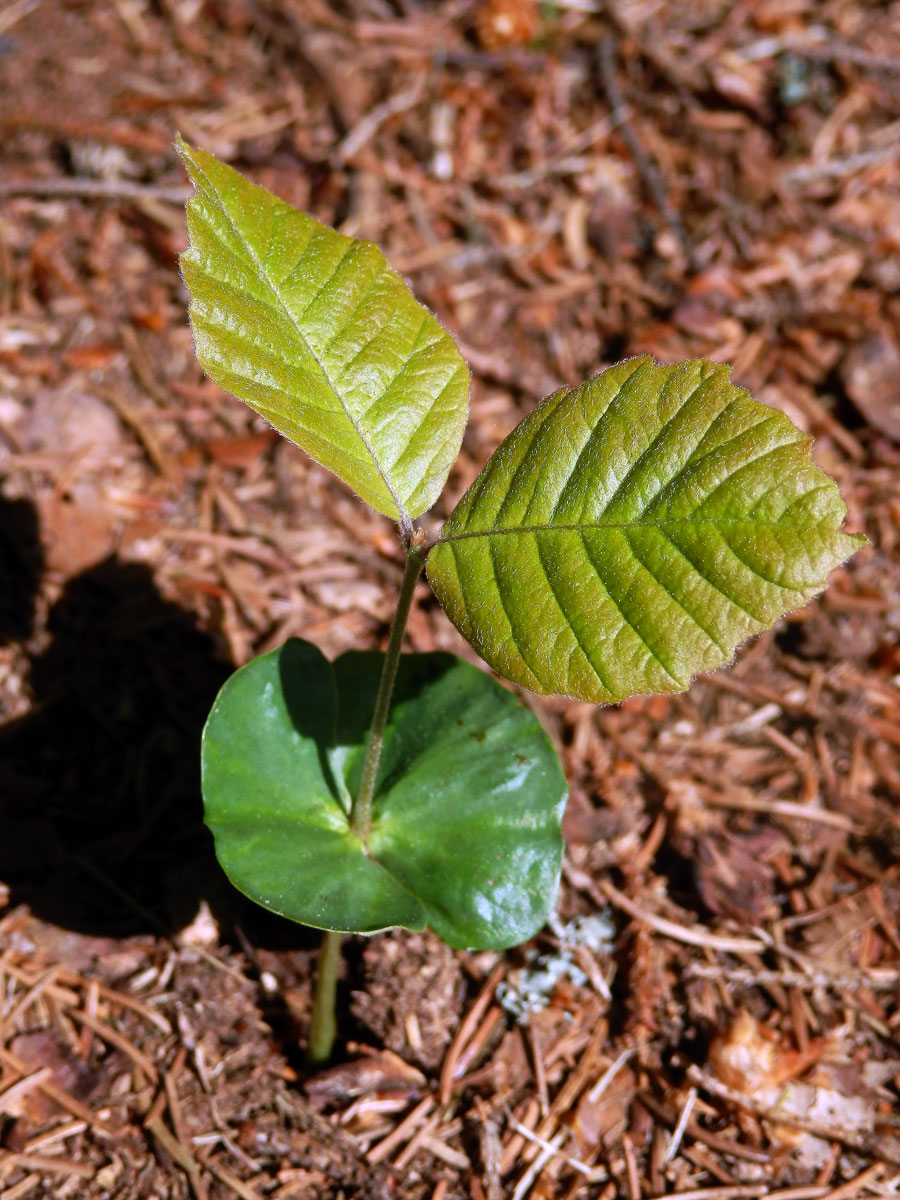 Buk lesní (Fagus sylvatica L.)