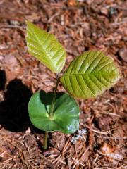 Buk lesní (Fagus sylvatica L.)