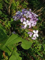 Měsíčnice vytrvalá (Lunaria rediviva L.)