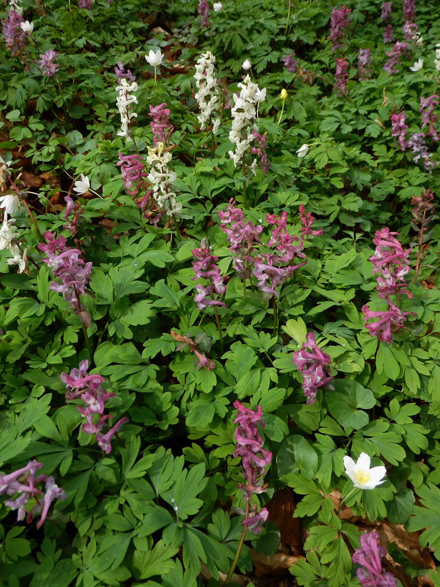 Dymnivka dutá (Corydalis cava (L.) Schweigger et Koerte)