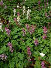 Dymnivka dutá (Corydalis cava (L.) Schweigger et Koerte)