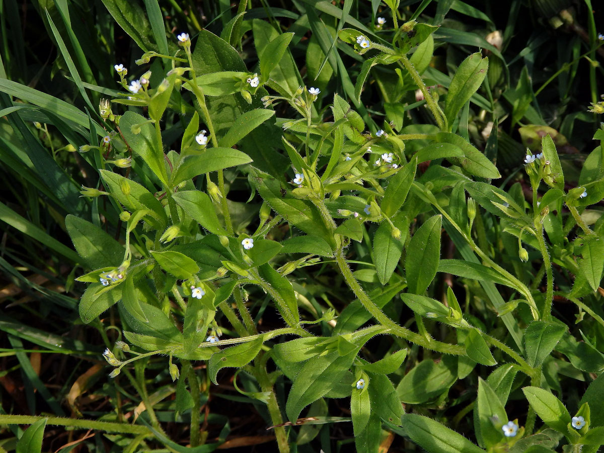 Pomněnka řídkokvětá (Myosotis sparsiflora Pohl)