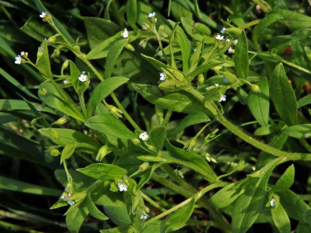 Pomněnka řídkokvětá (Myosotis sparsiflora Pohl)