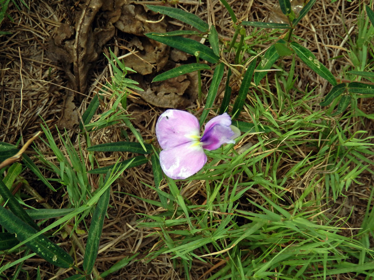 Vigna vexillata (L.) A. Rich. var. angustifolia (Schumach.) Baker