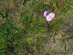 Vigna vexillata (L.) A. Rich. var. angustifolia (Schumach.) Baker