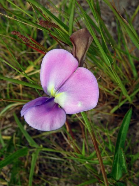 Vigna vexillata (L.) A. Rich. var. angustifolia (Schumach.) Baker