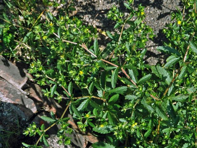 Mochna poléhavá (Potentilla supina L.)