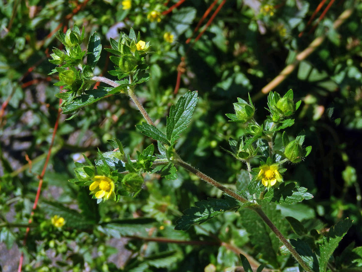 Mochna poléhavá (Potentilla supina L.)