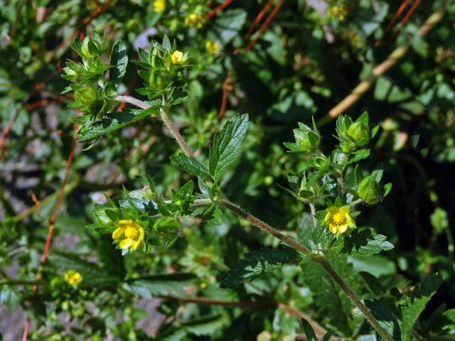 Mochna poléhavá (Potentilla supina L.)