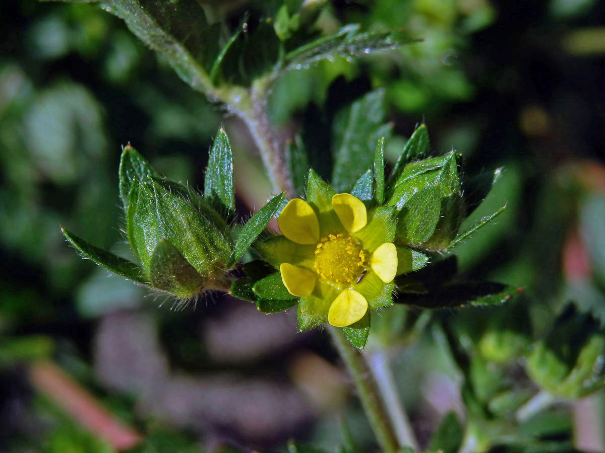 Mochna poléhavá (Potentilla supina L.)