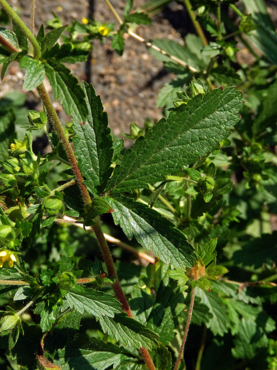 Mochna poléhavá (Potentilla supina L.)