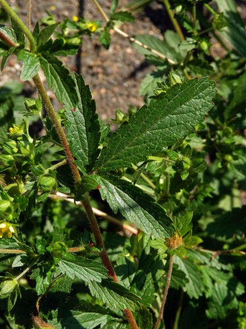 Mochna poléhavá (Potentilla supina L.)