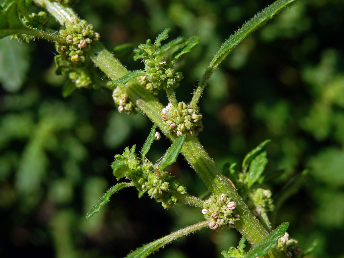 Merlík trpasličí (Chenopodium pumilio R. Br.)