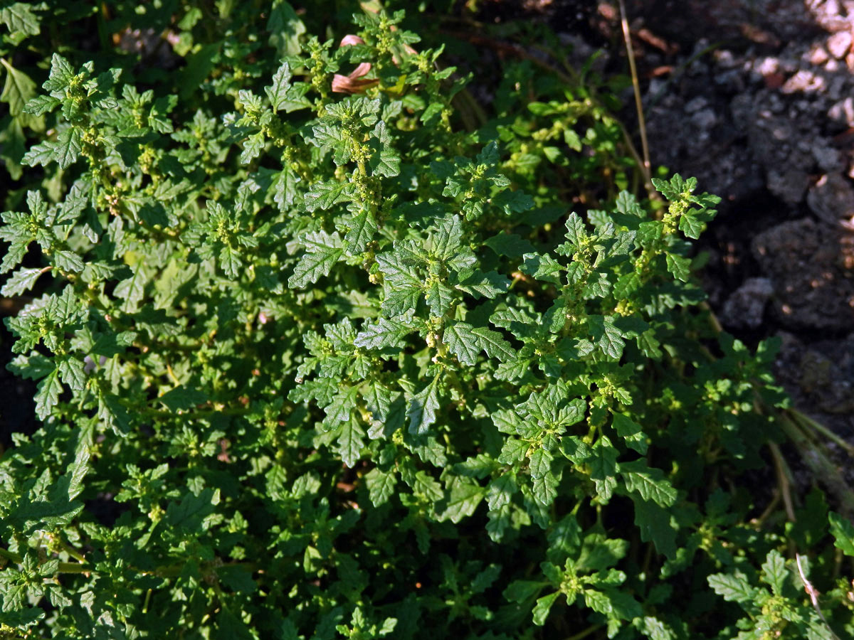 Merlík trpasličí (Chenopodium pumilio R. Br.)