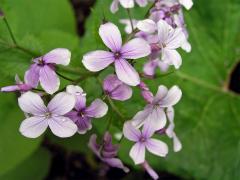 Měsíčnice vytrvalá (Lunaria rediviva L.)