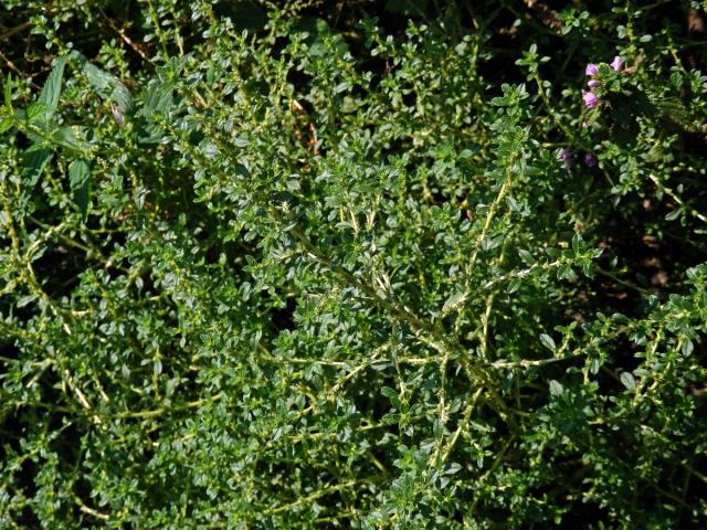 Laskavec bílý (Amaranthus albus L.)