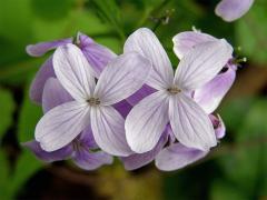 Měsíčnice vytrvalá (Lunaria rediviva L.)