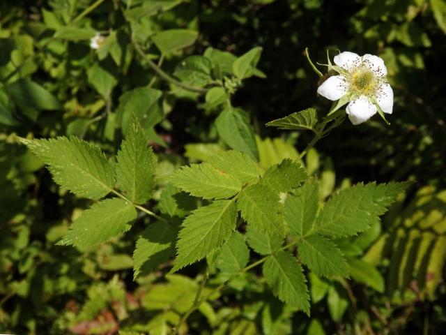 Ostružiník (Rubus rosifolius Sm.)