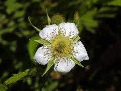 Ostružiník (Rubus rosifolius Sm.)