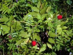 Ostružiník (Rubus rosifolius Sm.)