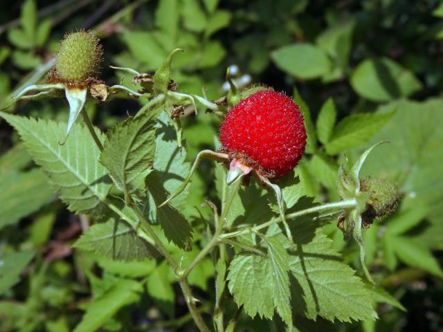 Ostružiník (Rubus rosifolius Sm.)