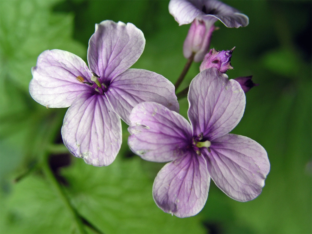 Měsíčnice vytrvalá (Lunaria rediviva L.)