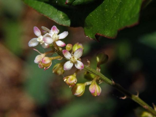 Rivina humilis L.