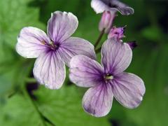 Měsíčnice vytrvalá (Lunaria rediviva L.)