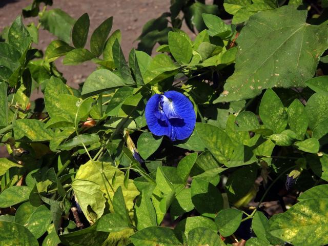 Clitoria ternatea L.