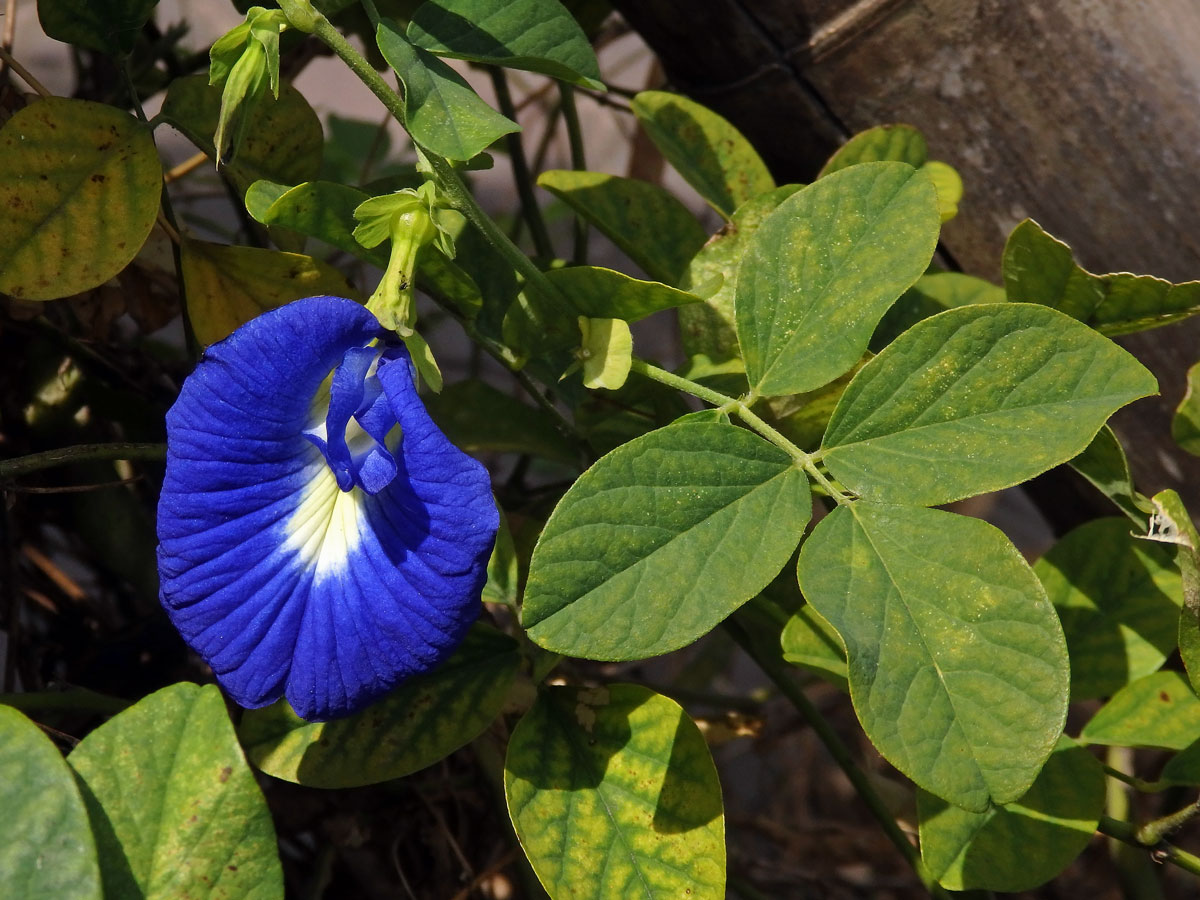 Clitoria ternatea L.