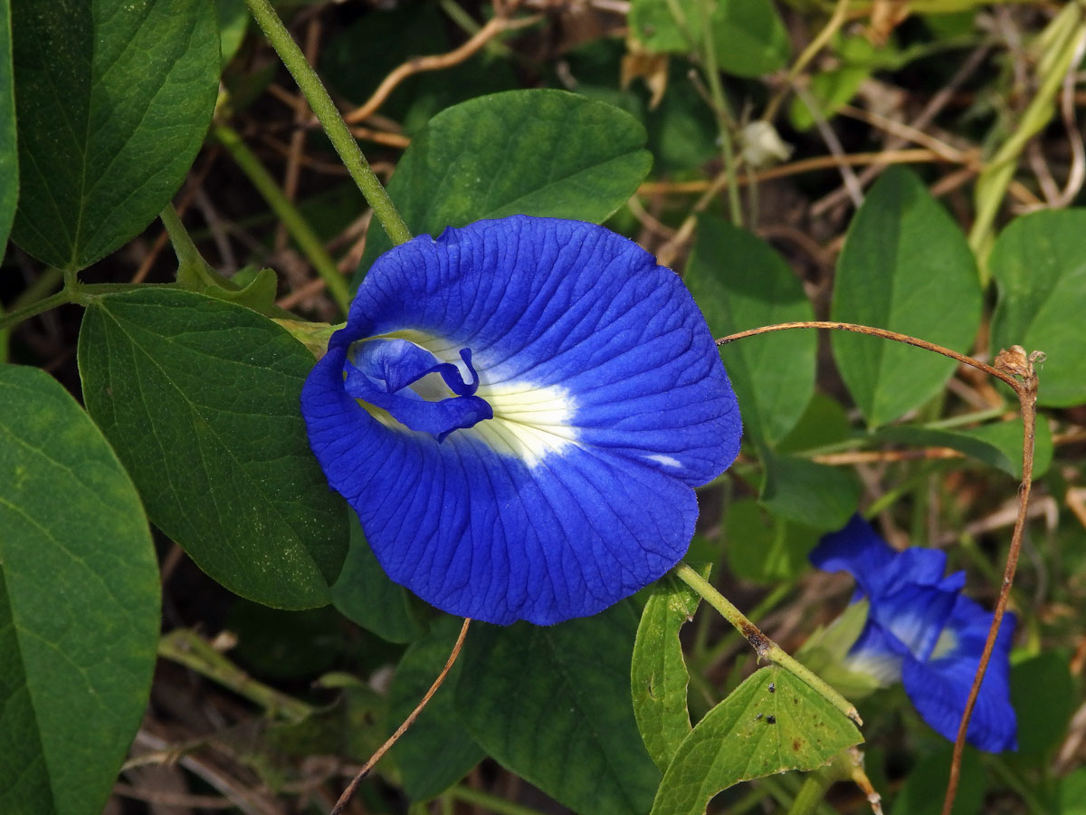 Clitoria ternatea L.