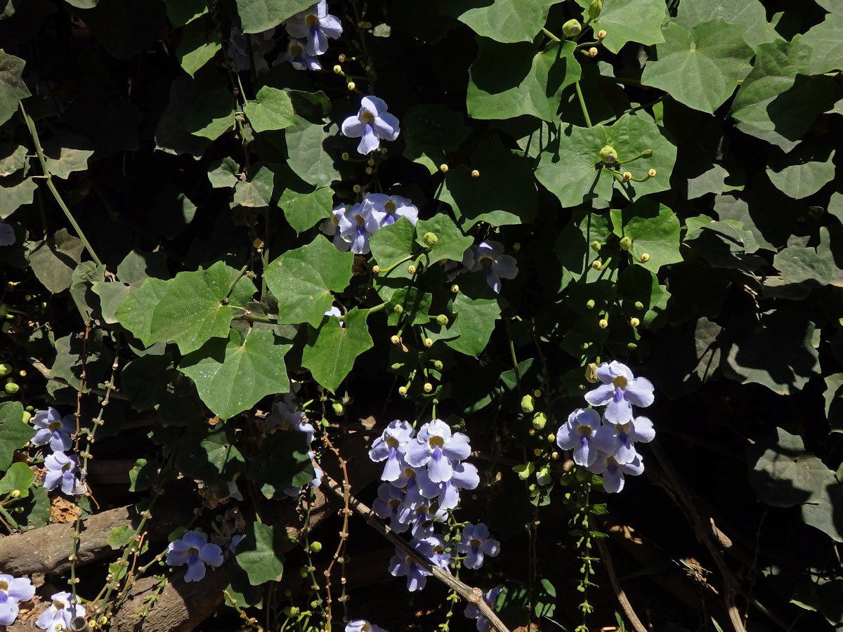 Thunbergie (Thunbergia grandiflora (Rob. ex Rottler) Roxb.)