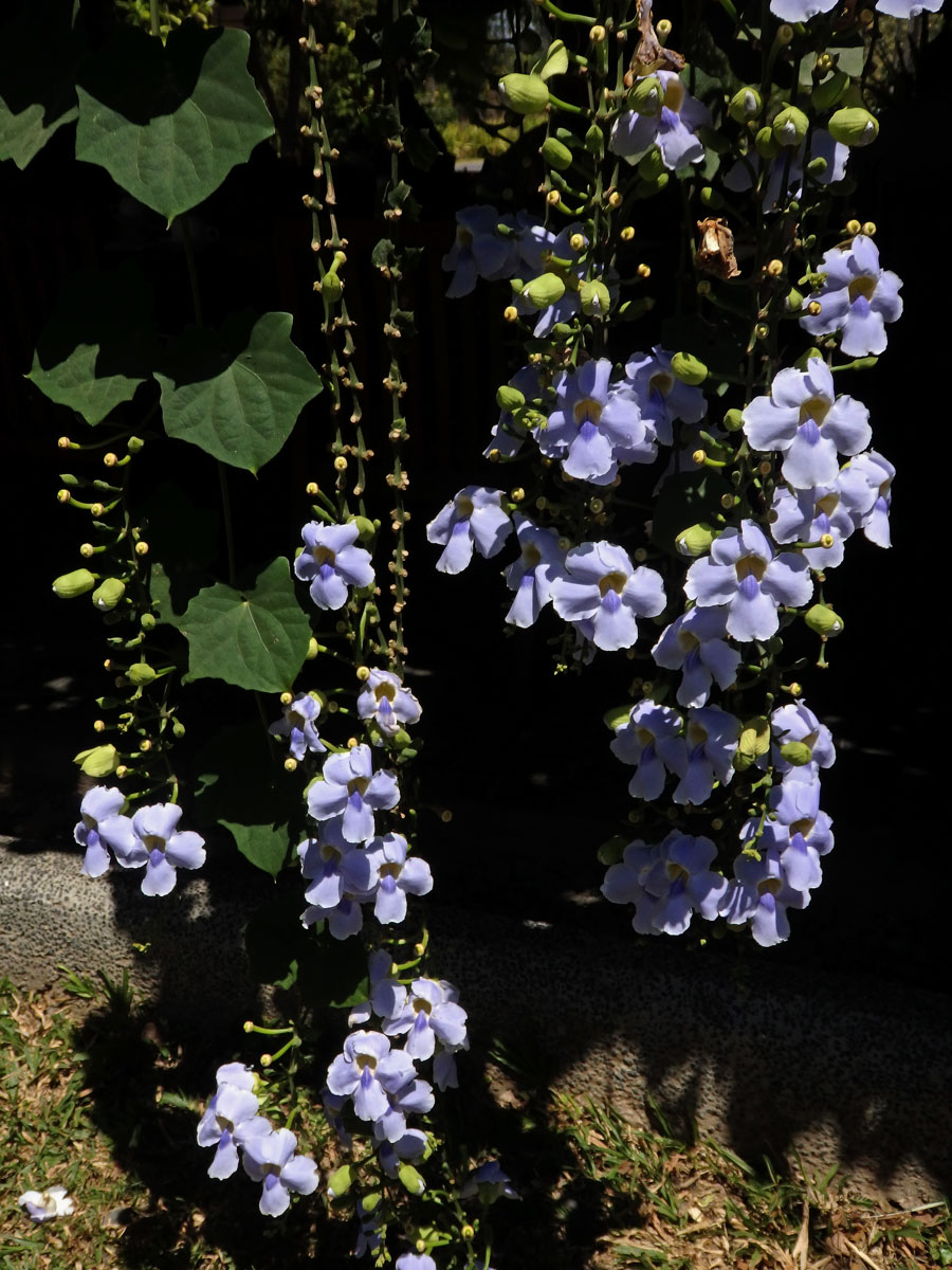 Thunbergie (Thunbergia grandiflora (Rob. ex Rottler) Roxb.)