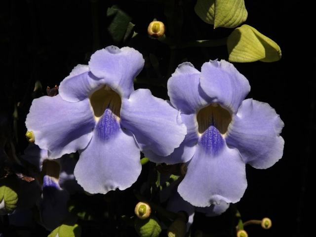 Thunbergie (Thunbergia grandiflora (Rob. ex Rottler) Roxb.)