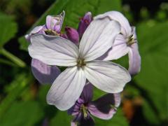 Měsíčnice vytrvalá (Lunaria rediviva L.)