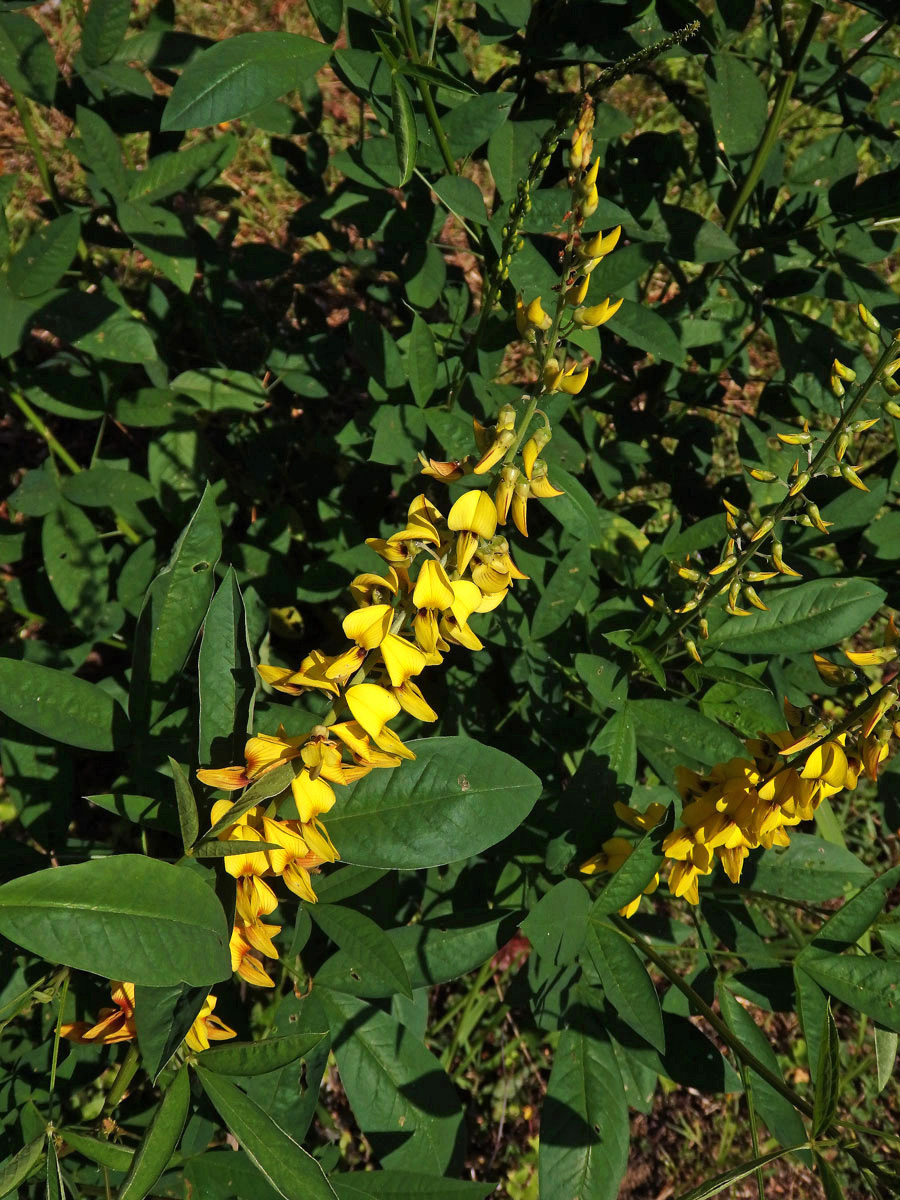 Crotalaria pallida Ait.