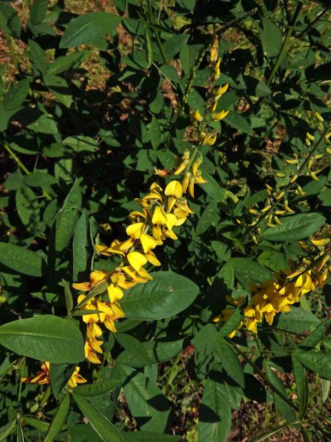 Crotalaria pallida Ait.