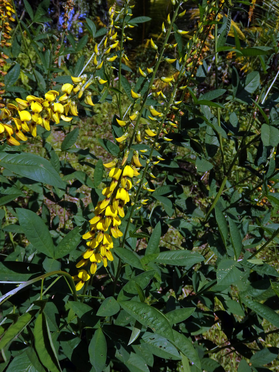 Crotalaria pallida Ait.