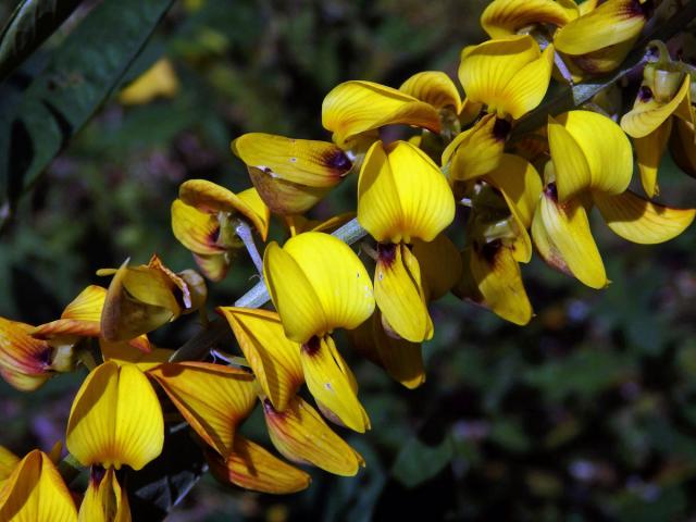 Crotalaria pallida Ait.