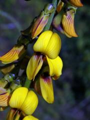 crotalaria_pallida9