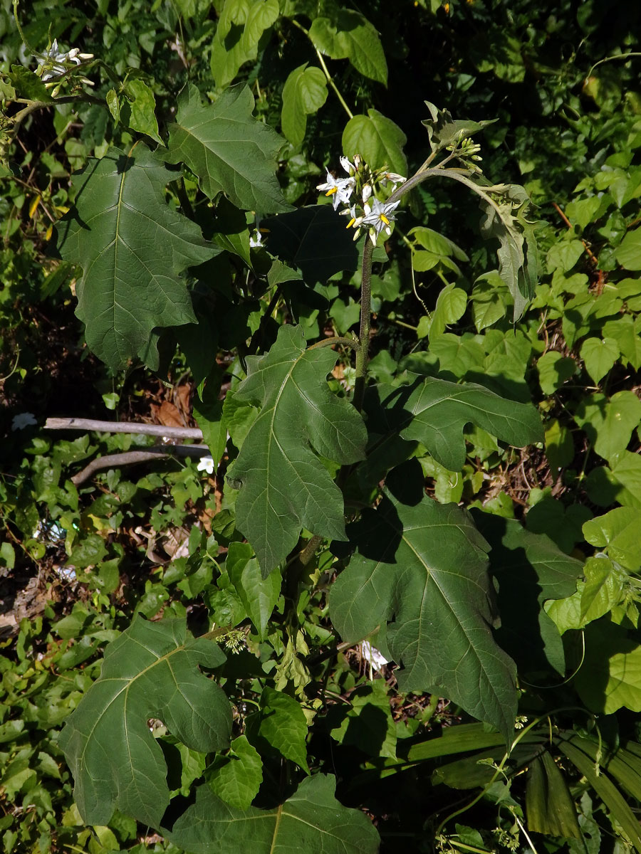 Lilek (Solanum torvum Sw.)