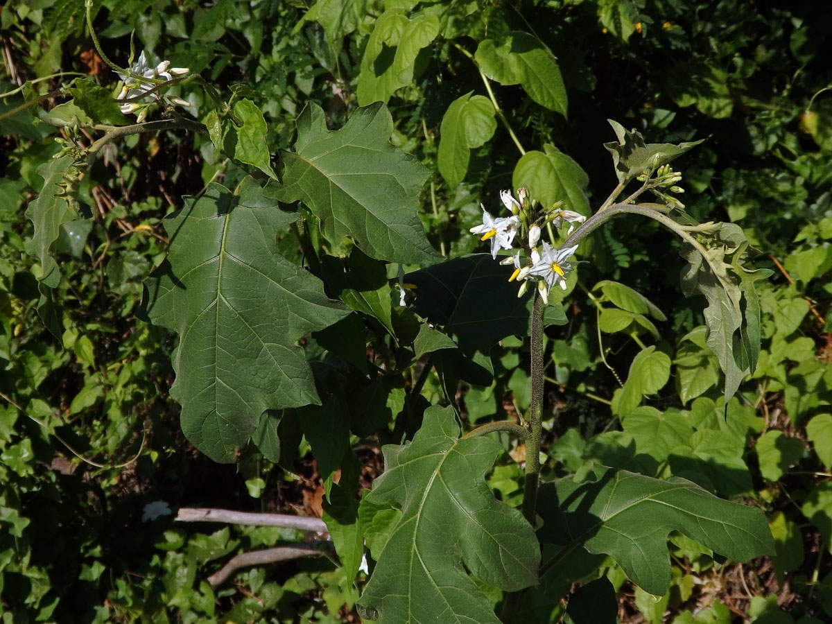 Lilek (Solanum torvum Sw.)