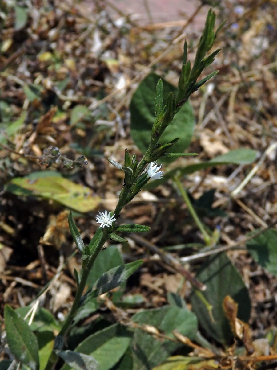 Pseudelephantopus spicatus (Jusss. ex Aubl.) C. F. Baker