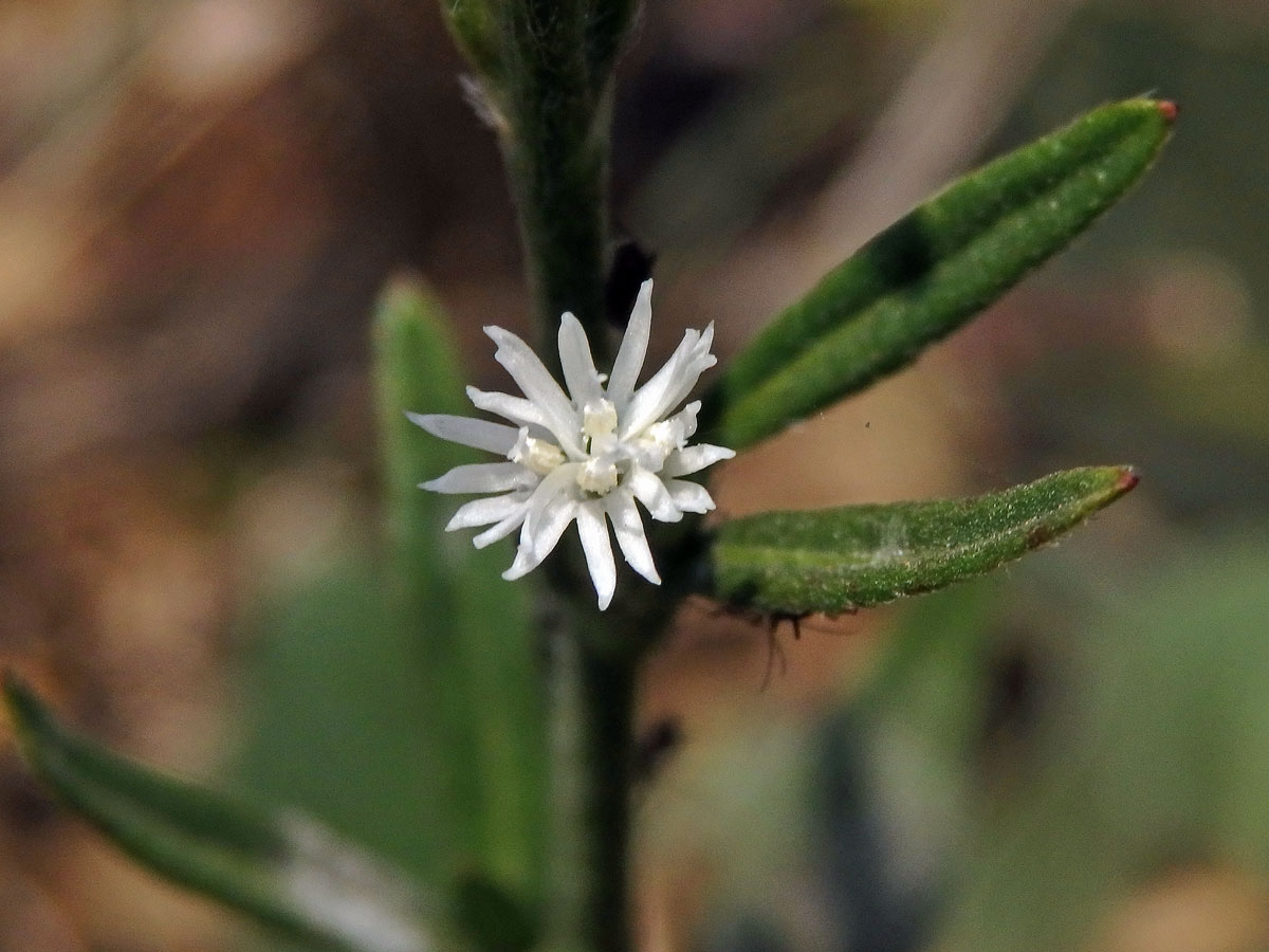 Pseudelephantopus spicatus (Jusss. ex Aubl.) C. F. Baker