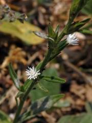 Pseudelephantopus spicatus (Jusss. ex Aubl.) C. F. Baker