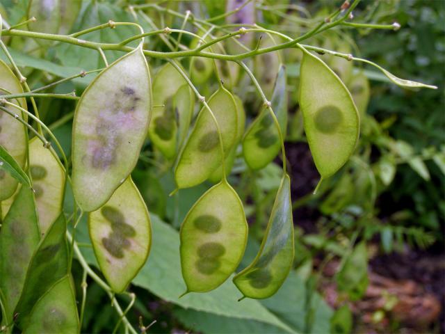 Měsíčnice vytrvalá (Lunaria rediviva L.)