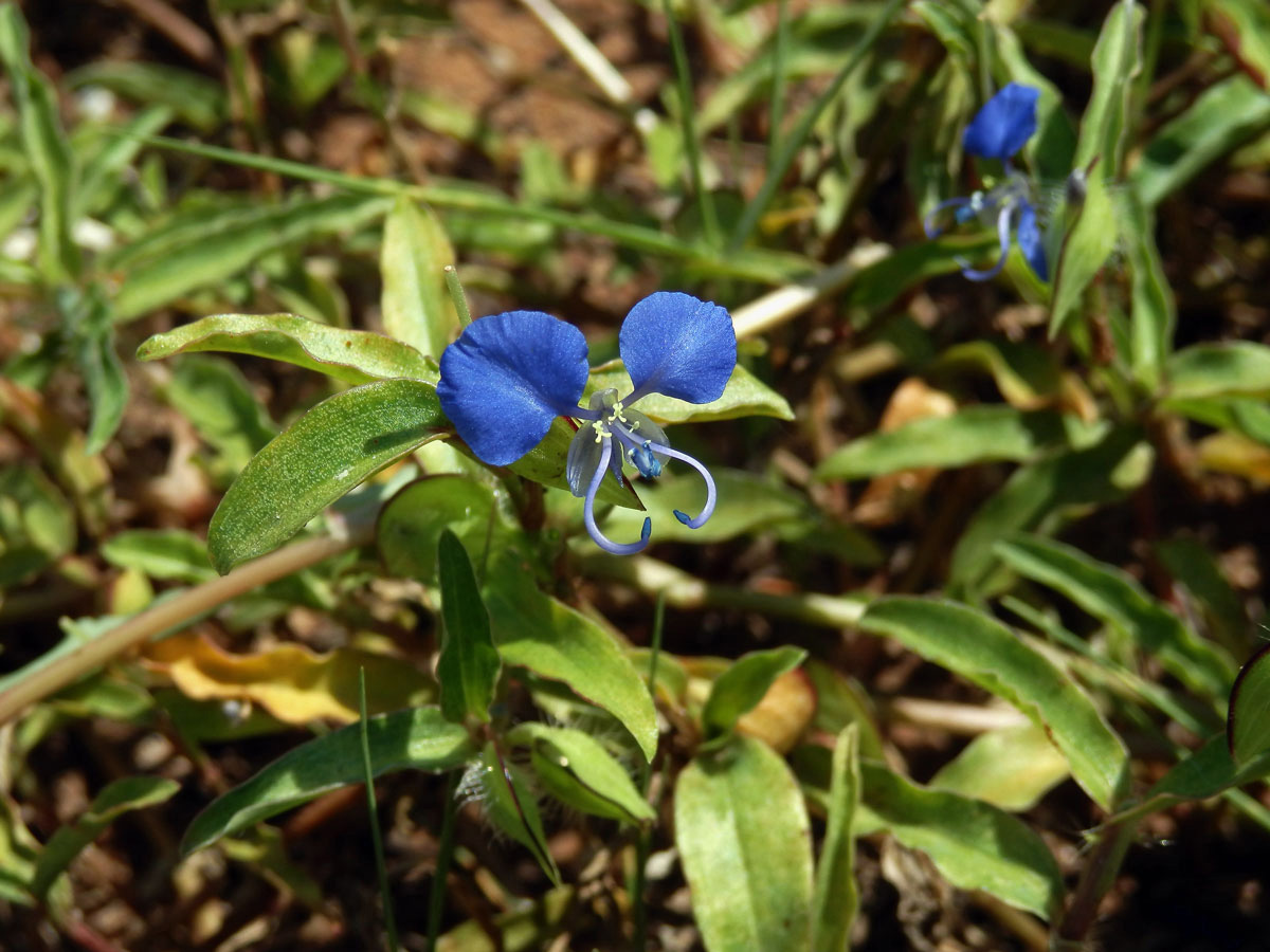 Křížatka (Commelina erecta L.)