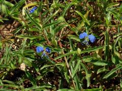 Křížatka (Commelina erecta L.)