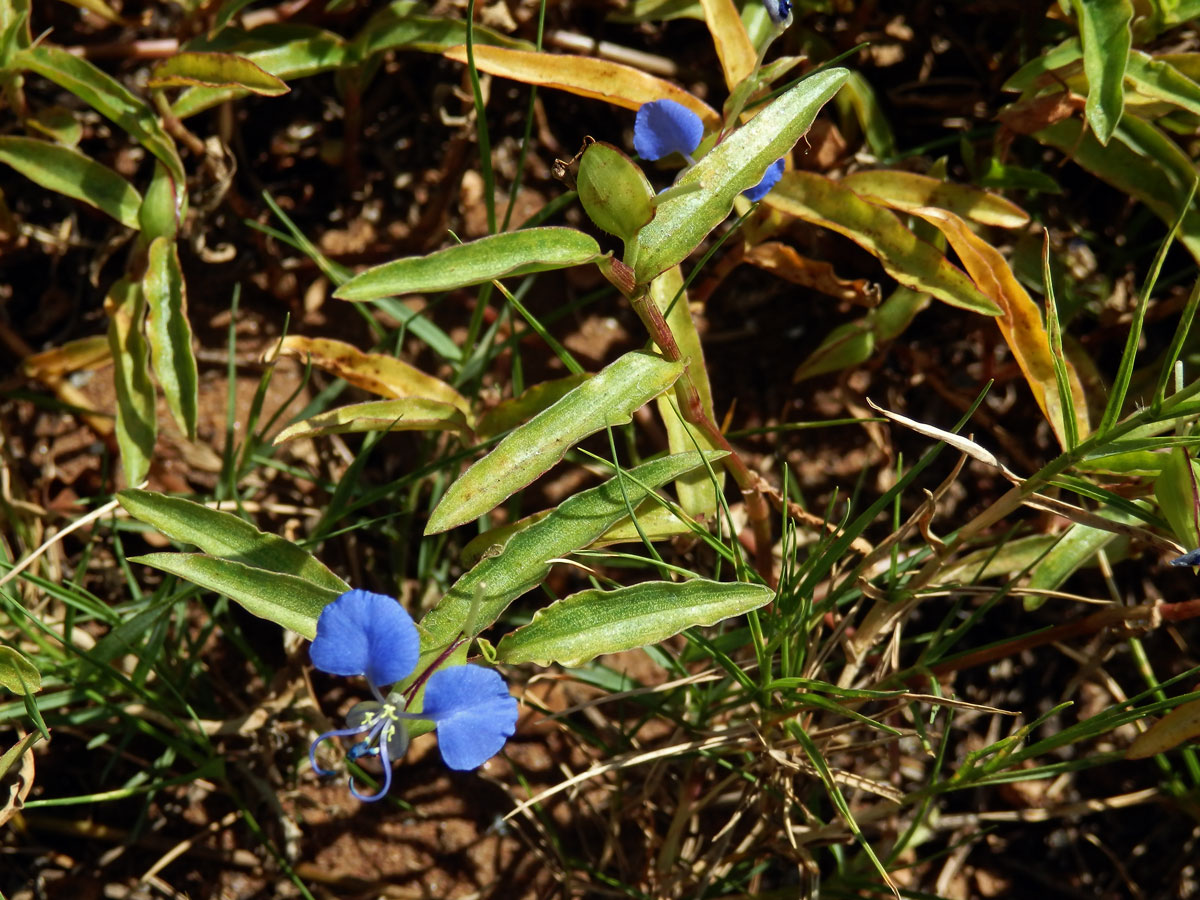 Křížatka (Commelina erecta L.)